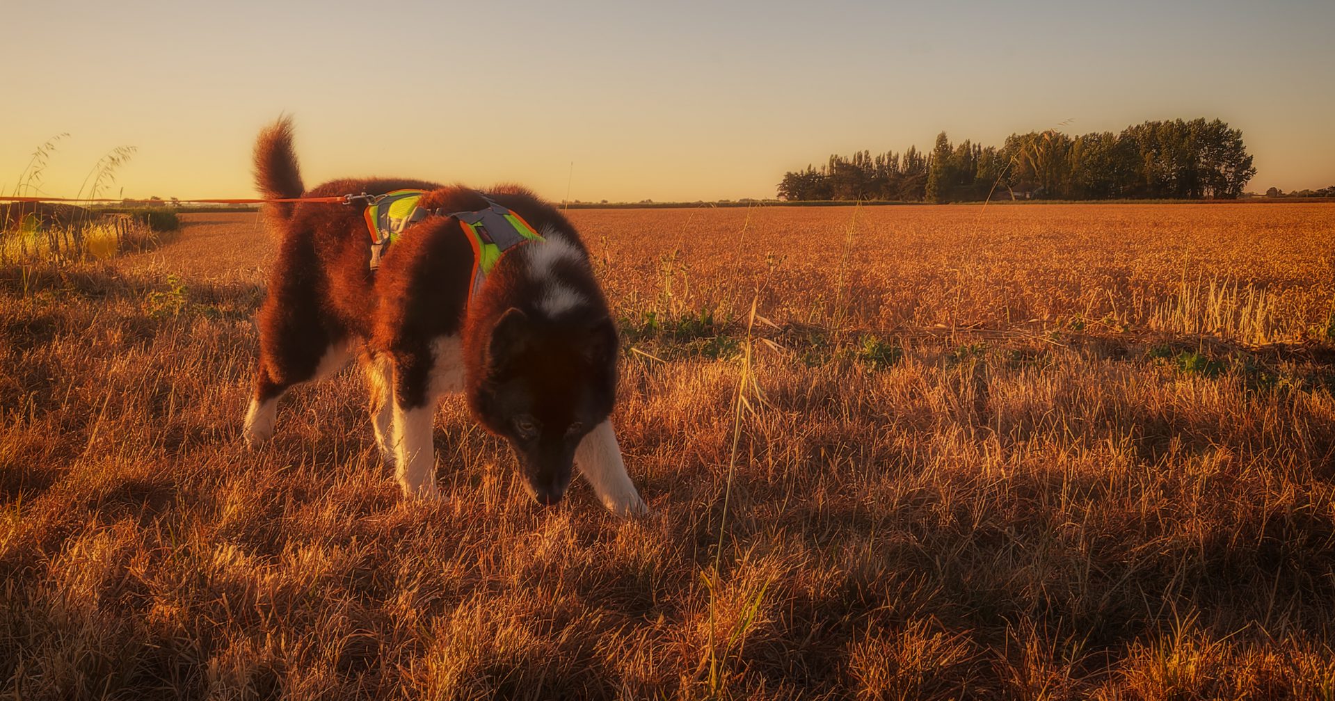 Préparer son chien à la chaleur