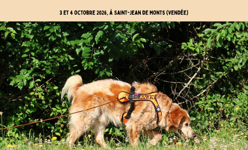 Stage « Chiens âgés et Mantrailing »